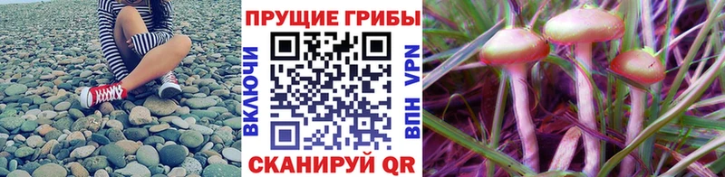 Псилоцибиновые грибы GOLDEN TEACHER  купить наркотик  ссылка на мегу как войти  Можайск 